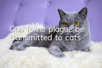 Can feline plague be transmitted to cats?