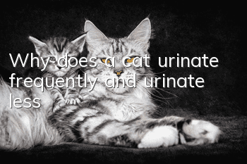 Why does a cat urinate frequently and urinate less?
