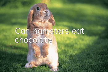 Can hamsters eat chocolate?