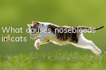 What causes nosebleeds in cats?