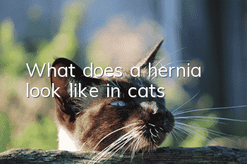 What does a hernia look like in cats?