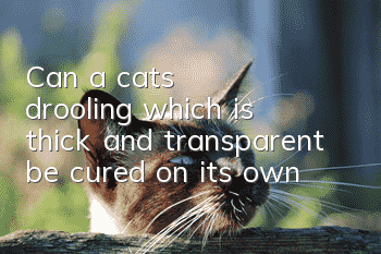 Can a cat's drooling, which is thick and transparent, be cured on its own?