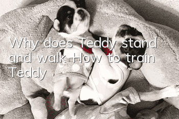Why does Teddy stand and walk? How to train Teddy!