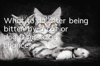 What to do after being bitten by a cat or dog? Don’t take chances