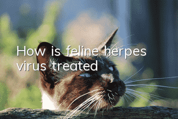 How is feline herpes virus treated?