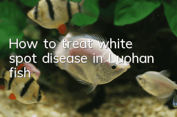 How to treat white spot disease in Luohan fish