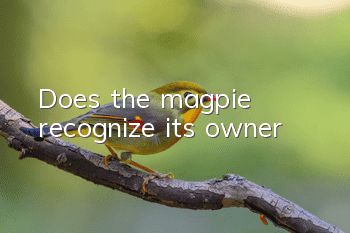Does the magpie recognize its owner?