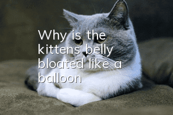 Why is the kitten's belly bloated like a balloon?