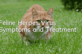 Feline Herpes Virus Symptoms and Treatment