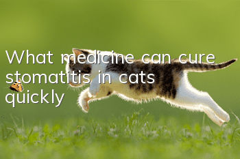 What medicine can cure stomatitis in cats quickly?