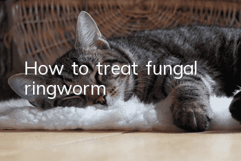 How to treat fungal ringworm?