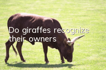 Do giraffes recognize their owners?