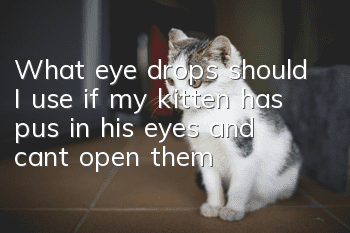 What eye drops should I use if my kitten has pus in his eyes and can’t open them?