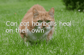 Can cat hairballs heal on their own?