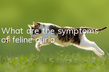 What are the symptoms of feline auria?