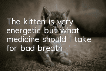 The kitten is very energetic but what medicine should I take for bad breath?