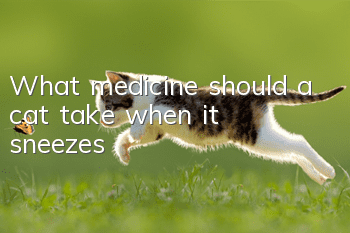 What medicine should a cat take when it sneezes?