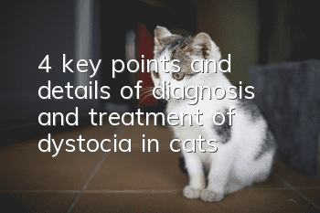 4 key points and details of diagnosis and treatment of dystocia in cats