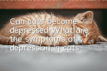 Can cats become depressed? (What are the symptoms of depression in cats?)