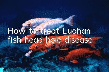 How to treat Luohan fish head hole disease