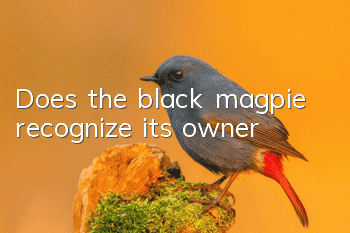 Does the black magpie recognize its owner?