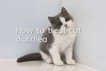 How to treat cat diarrhea?