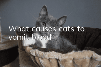 What causes cats to vomit blood?