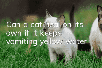 Can a cat heal on its own if it keeps vomiting yellow water?