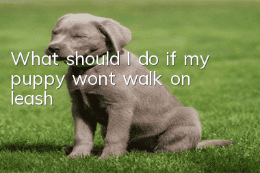 What should I do if my puppy won’t walk on leash?