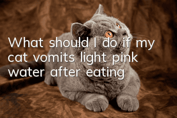 What should I do if my cat vomits light pink water after eating?