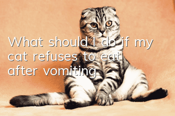 What should I do if my cat refuses to eat after vomiting?