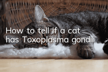 How to tell if a cat has Toxoplasma gondii