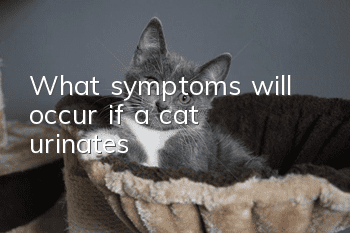 What symptoms will occur if a cat urinates?