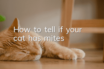 How to tell if your cat has mites?
