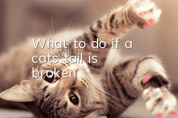 What to do if a cat’s tail is broken?