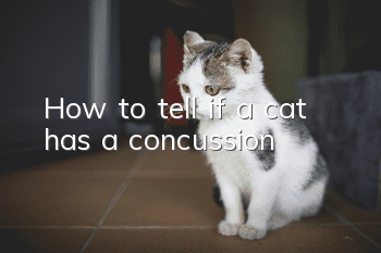 How to tell if a cat has a concussion?