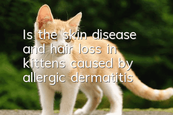 Is the skin disease and hair loss in kittens caused by allergic dermatitis?