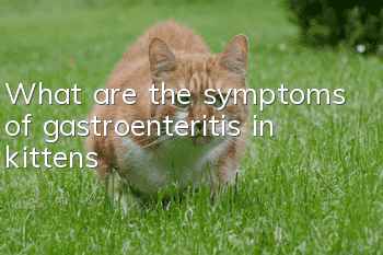 What are the symptoms of gastroenteritis in kittens?