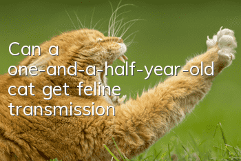 Can a one-and-a-half-year-old cat get feline transmission?