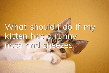 What should I do if my kitten has a runny nose and sneezes?