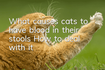 What causes cats to have blood in their stools? How to deal with it?