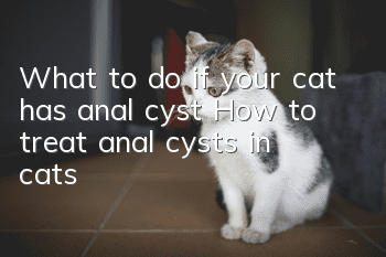 What to do if your cat has anal cyst? How to treat anal cysts in cats?