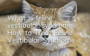 What is feline vestibular syndrome? How to Treat Feline Vestibular Syndrome?