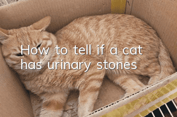 How to tell if a cat has urinary stones?