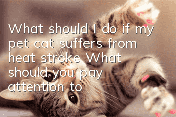 What should I do if my pet cat suffers from heat stroke? What should you pay attention to when your cat is sick?
