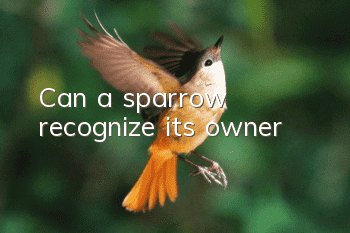 Can a sparrow recognize its owner?