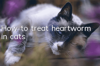 How to treat heartworm in cats?