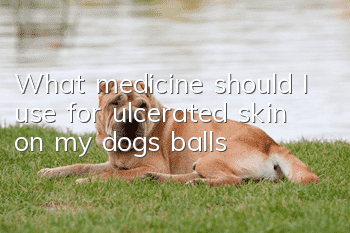 What medicine should I use for ulcerated skin on my dog’s balls?