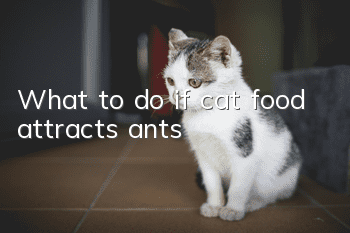 What to do if cat food attracts ants