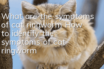 What are the symptoms of cat ringworm? How to identify the symptoms of cat ringworm?